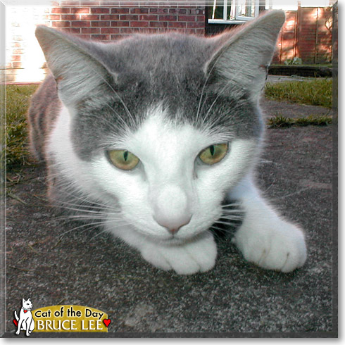Bruce Lee, the Cat of the Day