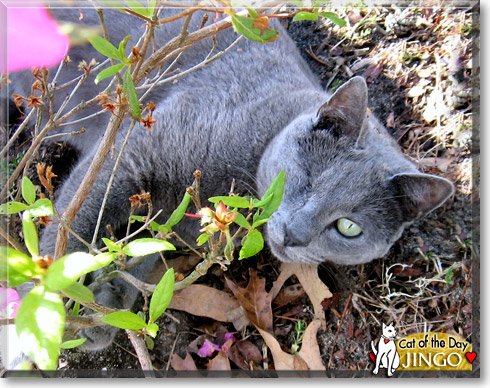 Jingo, the Cat of the Day