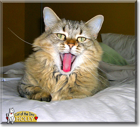 Holly, the Cat of the Day