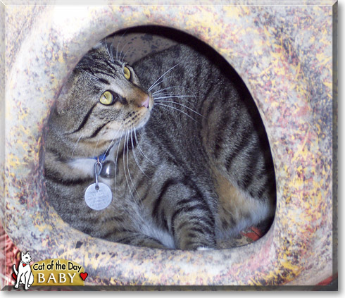 Baby, the Cat of the Day