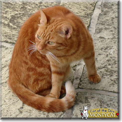 MontyCat, the Cat of the Day