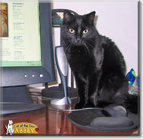Abbey, the Cat of the Day