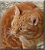 MontyCat