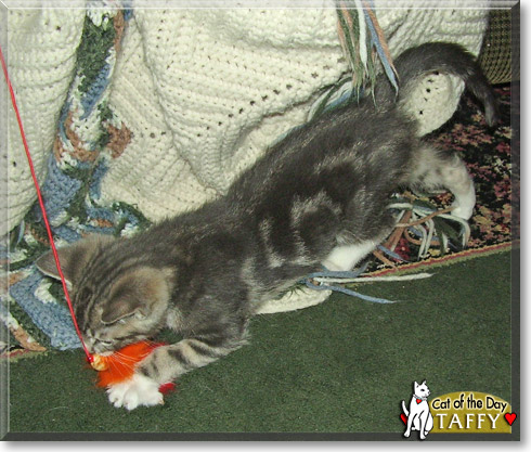 Taffy, the Cat of the Day