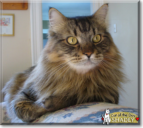 Shadey, the Cat of the Day