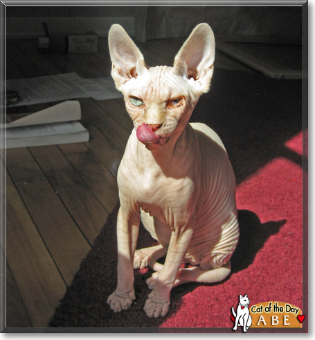 Abe, the Cat of the Day