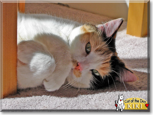 Kiki, the Cat of the Day