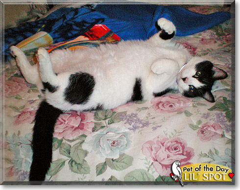Lil' Spot, the Cat of the Day