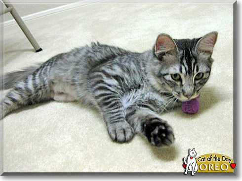 Oreo, the Cat of the Day