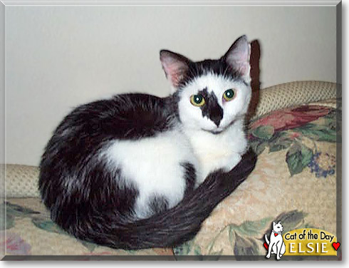 Elsie, the Cat of the Day