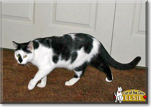 Elsie, the Cat of the Day