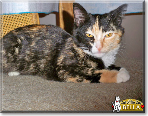 Bella, the Cat of the Day