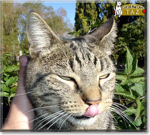 Taz, the Cat of the Day