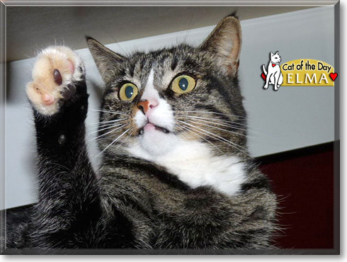 Elma, the Cat of the Day