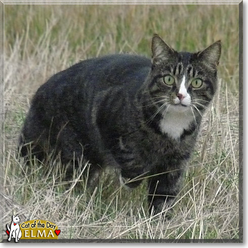 Elma, the Cat of the Day
