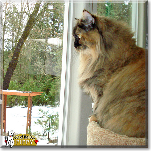 Pippy, the Cat of the Day