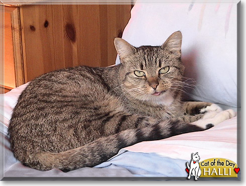 Halli, the Cat of the Day