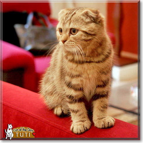 Tuti, the Cat of the Day