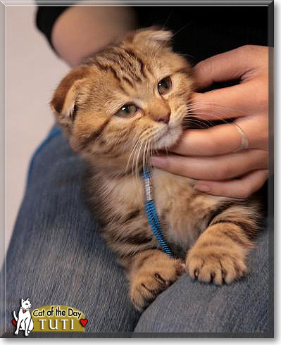 Tuti, the Cat of the Day