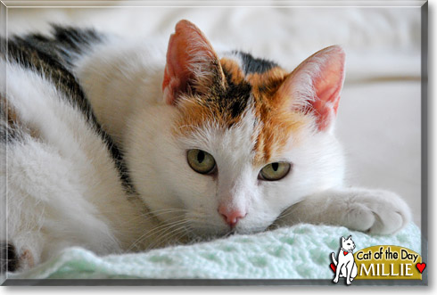 Millie, the Cat of the Day