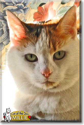 Millie, the Cat of the Day