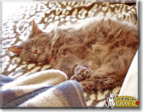 Gray-c, the Cat of the Day