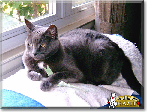 Hazel, the Cat of the Day
