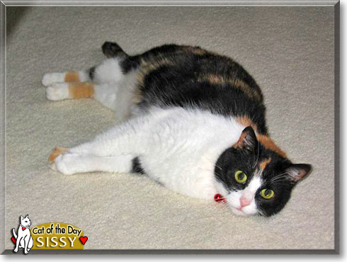 Sissy, the Cat of the Day