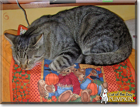Sissy, the Cat of the Day