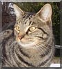 Taz