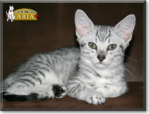 Aria, the Cat of the Day