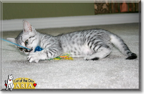 Aria, the Cat of the Day Aria, the Cat of the Day