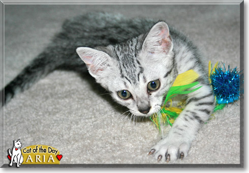 Aria, the Cat of the Day Aria, the Cat of the Day