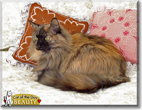 Beauty, the Cat of the Day Beauty, the Cat of the Day
