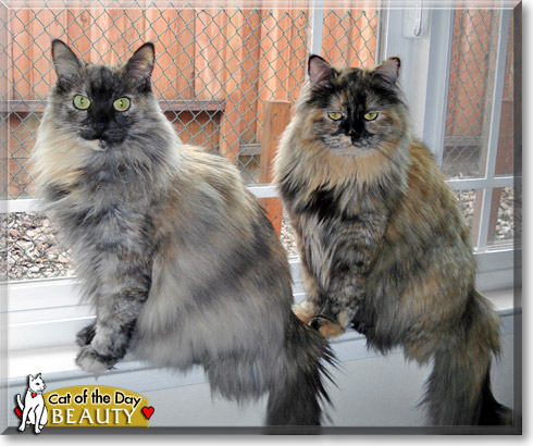 Beauty, the Cat of the Day Beauty, the Cat of the Day