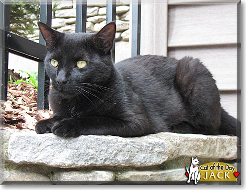 Jack, the Cat of the Day