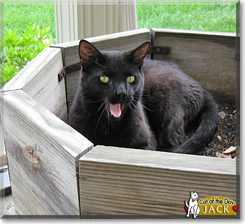 Jack, the Cat of the Day Jack, the Cat of the Day
