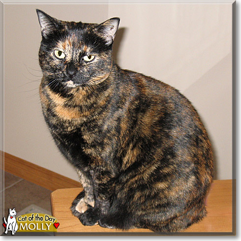 Molly, the Cat of the Day