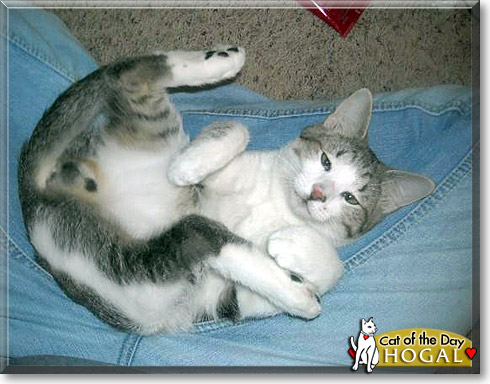 Hogal, the Cat of the Day