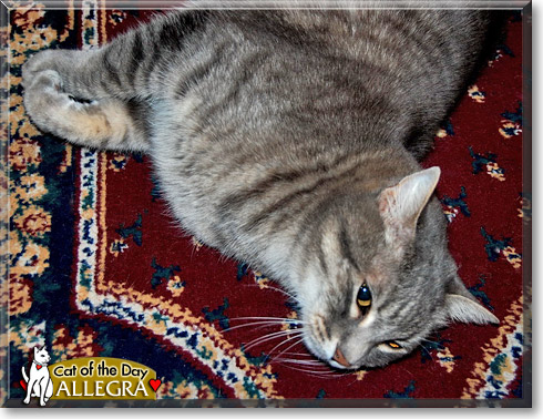 Allegra, the Cat of the Day Allegra, the Cat of the Day