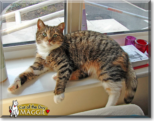 Maggie, the Cat of the Day