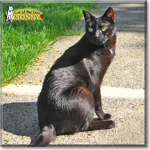 Sonny, the Cat of the Day