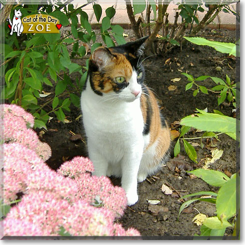 Zoe, the Cat of the Day
