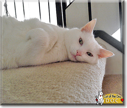 Doc, the Cat of the Day Doc, the Cat of the Day