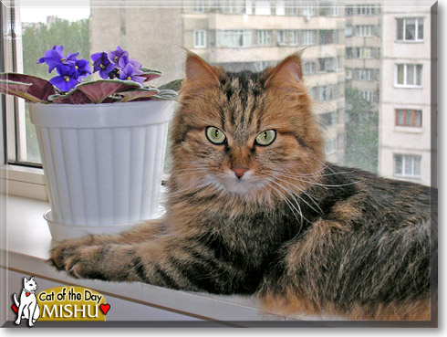 Mishu, the Cat of the Day