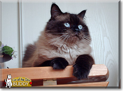 Buddy, the Cat of the Day