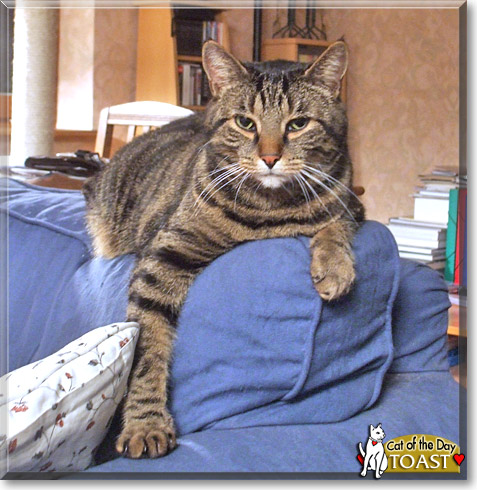 Toast, the Cat of the Day