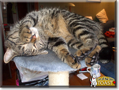 Toast, the Cat of the Day
