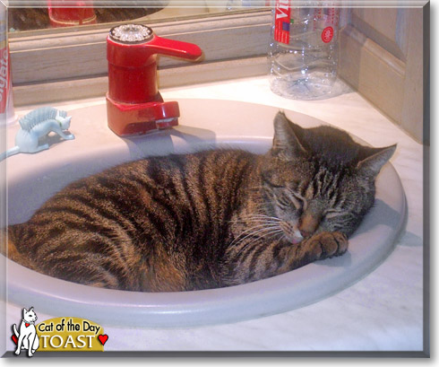 Toast, the Cat of the Day