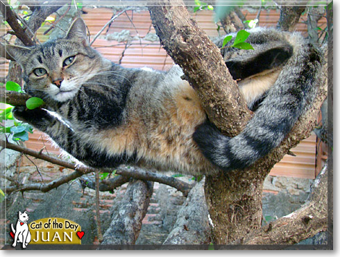 Talking Juan Cat Simulation download the new version for windows